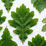 柏の葉｜お菓子・パン材料辞典